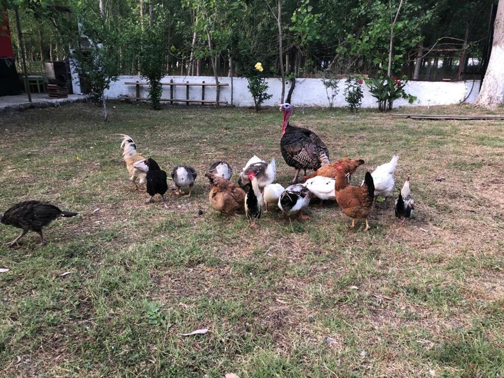 Likya Saklibahce Hotel Kemer  Bagian luar foto
